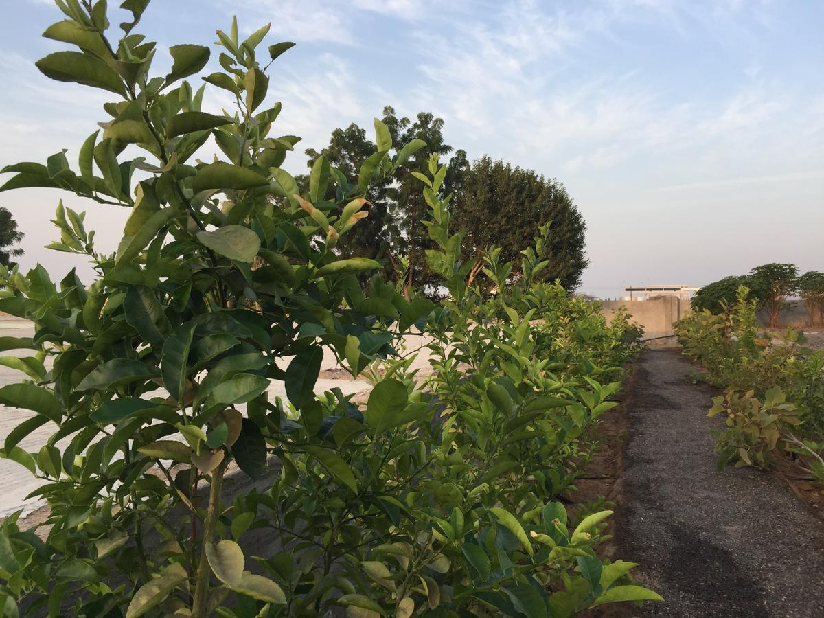 Oriental Nights Rest House Al Wasil Экстерьер фото